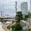 고목림