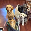 신정애견 | 대형견 가능한 신정역 애견동반 조용한 감성카페 내작