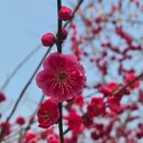 매곡동 행정복지센터 화장실(2층) | 전남 꽃구경, 순천 가볼만한 곳 홍매화 명소 방문후기, 기적소리전망대까지