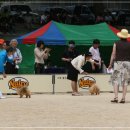 카사노바에리켄넬 이미지