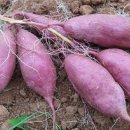 휴거리농장 이미지