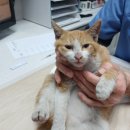 옥과동물병원 이미지