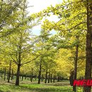 은행나무 이미지