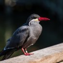 큰맘할매순대국춘장대점 이미지