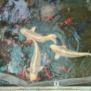 물댄동산 이미지