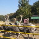 타조사육장 이미지