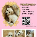 아기강아지 이미지