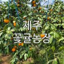 행복농장 봉화지점 | [제주 서귀포] 봄에 즐기는 이색 카라향 수확 꽃귤농장 아이와 부모님 모두 만족한 체험 후기