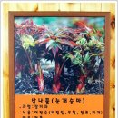 늘푸른무침회식당