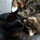 나비야 cat 이미지