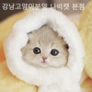 강남고양이분양 나비캣 이미지