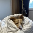 투유디저트 | 강원애견동반숙소 - 반려견과 함께 방문한 오션투유리조트 후기 예약 조식