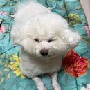 웬만해선 개들을 막을 수 없다 | [중국상하이여행]웬만해선 그 둘을 막을 수 없다(2일차 여행)