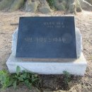 임천 가림성 느티나무 이미지