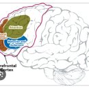 전두엽 개선훈련 90. 전두엽기능이 약할수록 이기적 성향은 커진다 이미지
