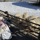 초미사슴 이미지