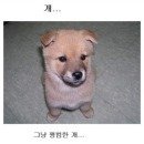 보신탕