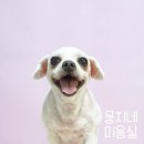 애니네 반려견 미용실 이미지