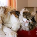 메인동물병원 이미지