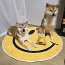 우리집 멍뭉 | 제코의 멍뭉케어 강아지 유산균 급여 후기