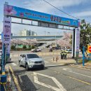 낙동강 | 강서 낙동강30리 벚꽃축제 후기.