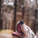 아이튼튼 동물병원 이미지