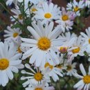 갈현사거리 이미지