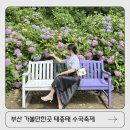 다누비열차 중단! 부산 가볼만한곳 태종대 수국축제 실시간 후기