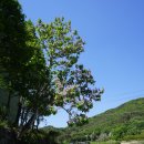 오동나무 Paulownia coreana Uyeki (오동나무과 오동나무속) 이미지