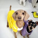 애견호텔 몽몽 이미지