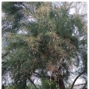 청우반점 | 위성류(Tamarix chinensis)(2)