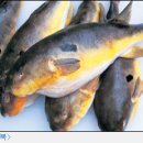 동아카경정비 이미지