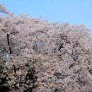 시청별관앞 꽃보라동산 이미지