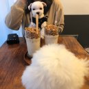 군자애견 이미지