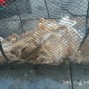 왕쭈꾸미 이미지