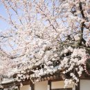 추사고택 관사앞 | [예산 추사고택] 매화향기가 전해지는 고택, 봄꽃의 향연