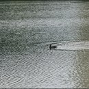 신대호수 이미지