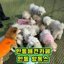 와룡초교 | 안동 애견카페 안동애견가능 안동애견카페 앙독스