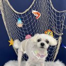 다원하개 이미지