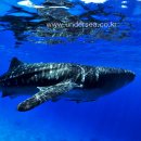 whale shark in Oslob, Philippines 이미지