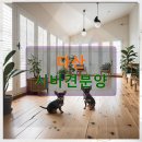 다산 애견훈련소 이미지