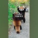 세계에서 가장 귀여운 자세로 위협하는 동물 - 레서 판다(Red panda, Lesser panda) 이미지