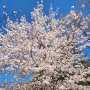 자곡로 | [#샤머니즘 2탄] 강남 점집, 세모점 인기신당 소원당 후기