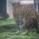 호랑이와 반달곰 이미지