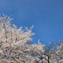 동산마트 - 창녕군 이방로 956-1 | (26.04.12) sk인천석유화학 벚꽃동산 후기