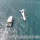 [현장 영상] 돌고래들이 옆에 있을 경우 관광선박을 멈춰야 합니다 이미지