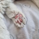 오묘 고양이카페호텔미용 이미지