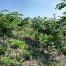 여주-0033 이미지