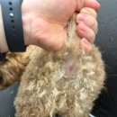 부산대형견호텔 24시 강아지유치원 목욕 대견하개 서면점 이미지