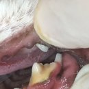 모현동물병원 이미지